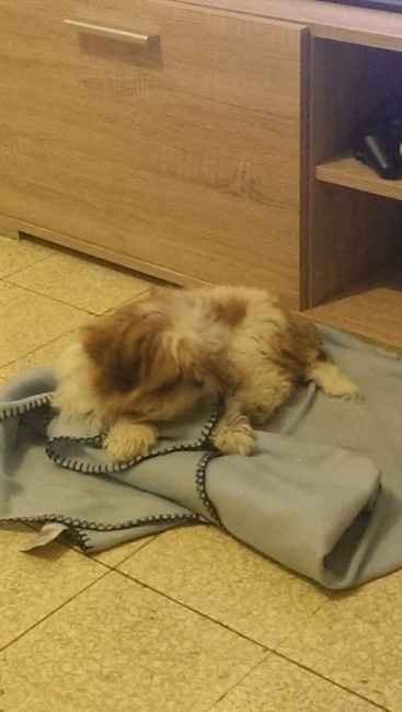 Vi presento la nostra cucciola!!!! - 1