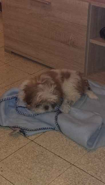 Vi presento la nostra cucciola!!!! - 3