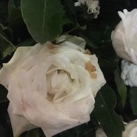 rosa marcia 2