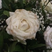 rosa marcia 3