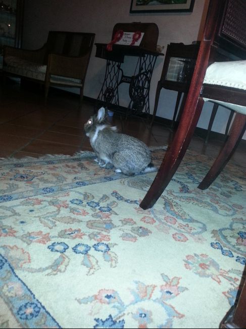 I nostri amici animali.. - 1