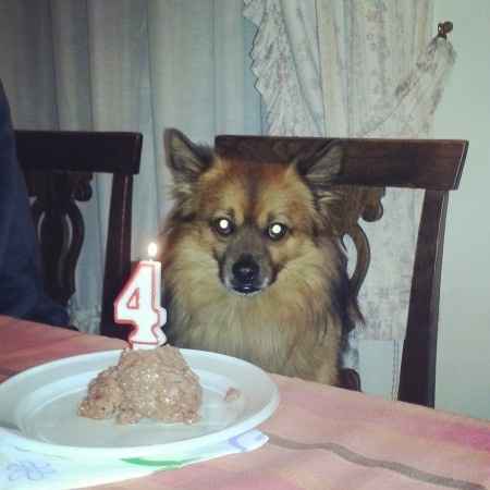 Too cute: i vostri amici animali - 1