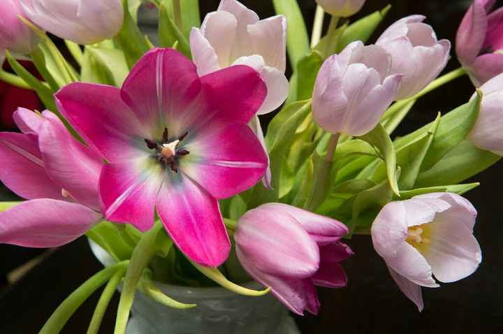 Aiuto fiori - 1