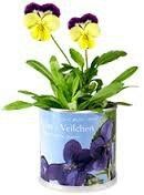 Bomboniere: idee originali ed economiche? - 1