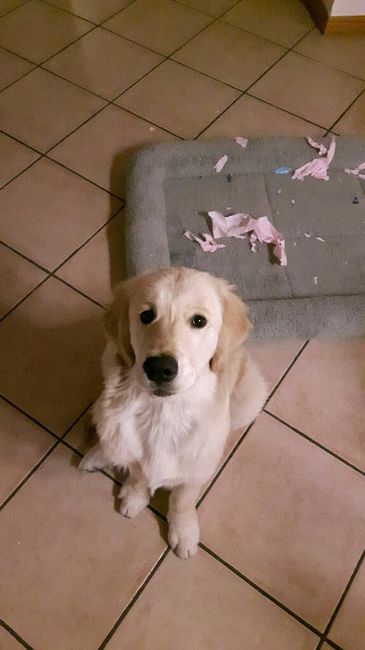 Compagno a 4 zampe? - 1