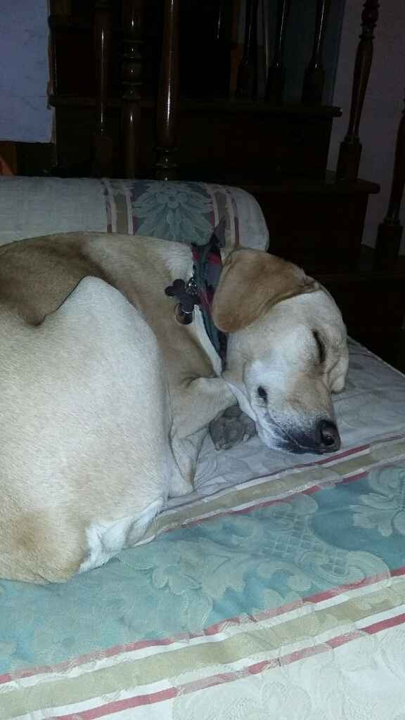 Cuccioli di casa... - 1