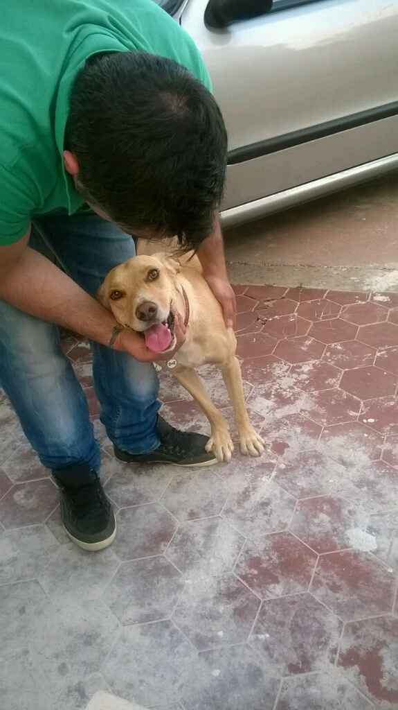 Cuccioli di casa... - 2