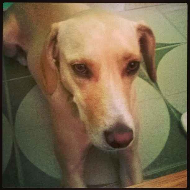 Cuccioli di casa... - 3