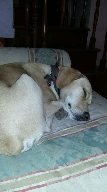 Cuccioli di casa... - 1