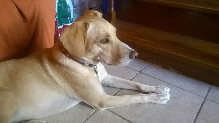 Cuccioli di casa... - 1