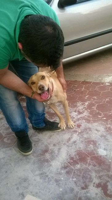 Cuccioli di casa... - 2