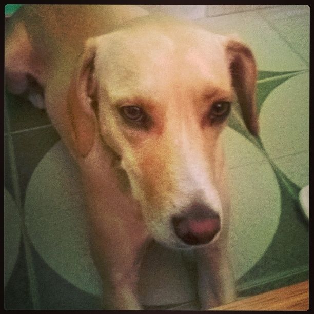 Cuccioli di casa... - 3