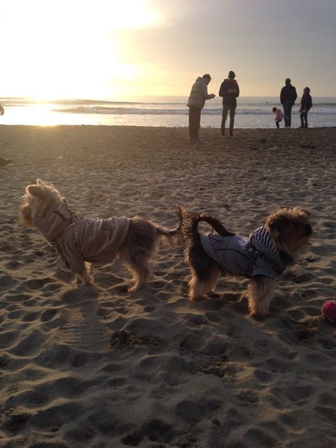 Se non ci fossero loro... - 1