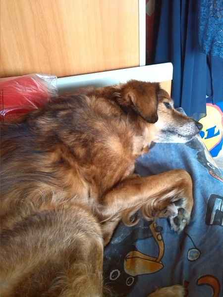 Raccolta di foto con i nostri animali - 1