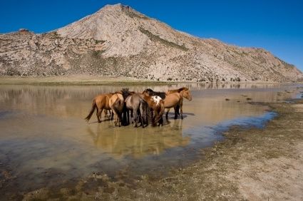 Mongolia: sulle tracce di Gengis Khan