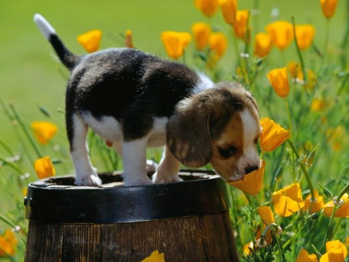 Primavera
