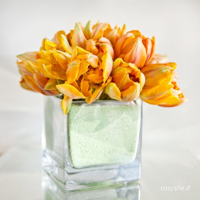  Tulipani Prinses Irene