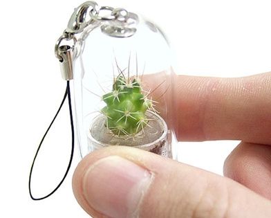 Matrimonio cactus