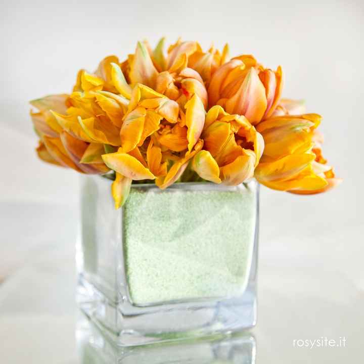  Tulipani Prinses Irene