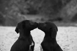 Gesto d'amore