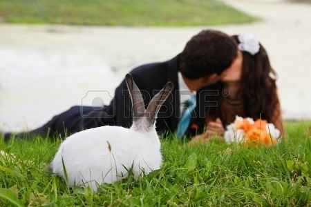Matrimonio e animali