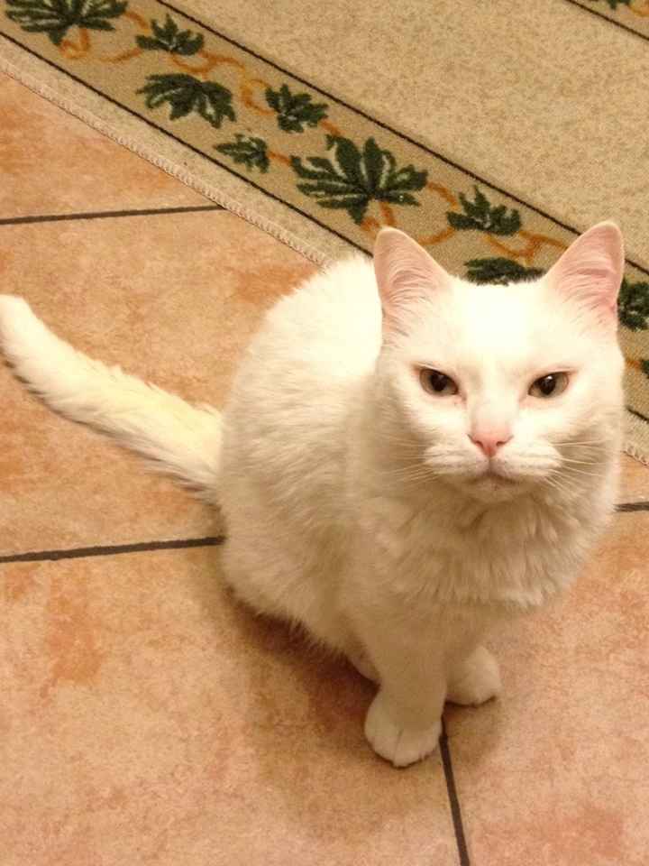 Too cute: i vostri amici animali - 0