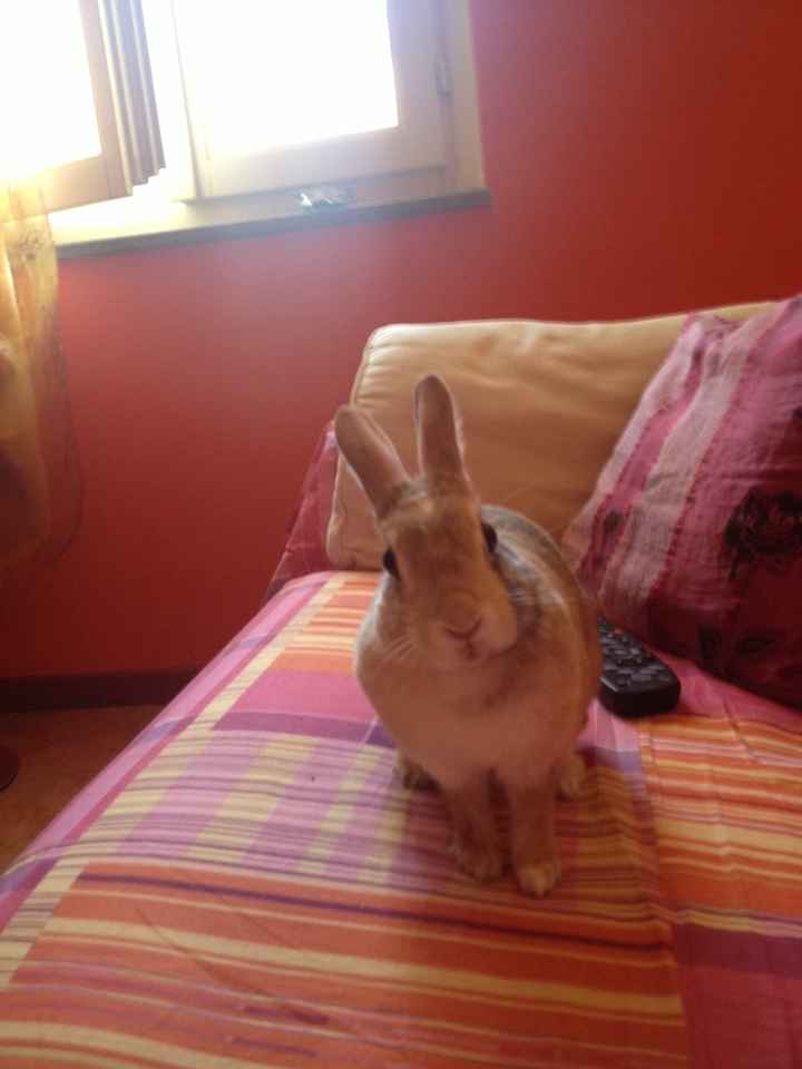 Too cute: i vostri amici animali - 1