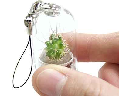 Matrimonio cactus