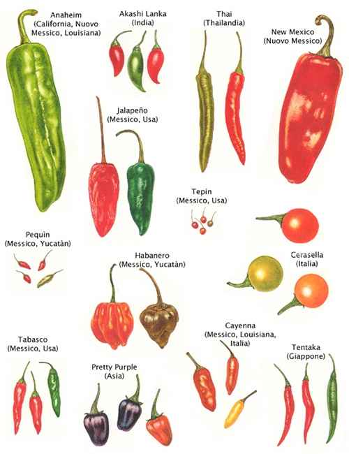 Nozze peperoncino