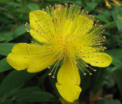 Iperico fiore settembre