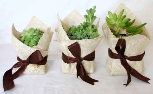 Cactus nozze