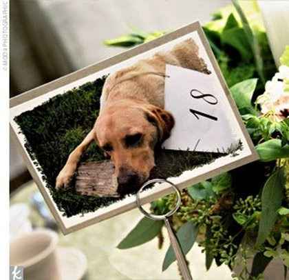 Segnaposto nozze cani
