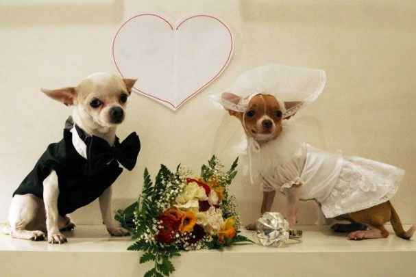 Matrimonio a quattro zampe