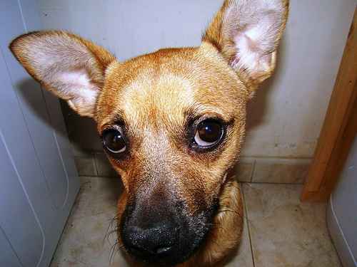 cane                            