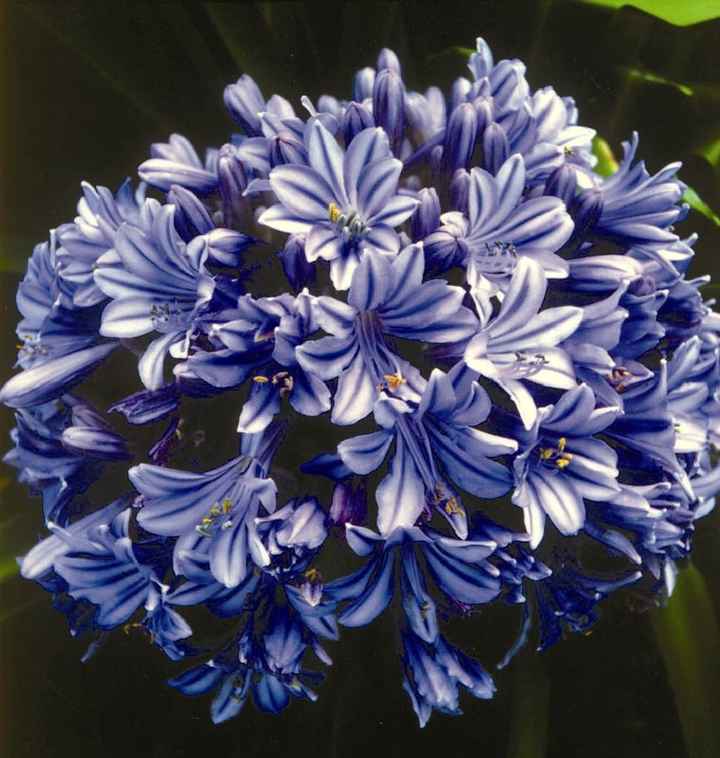 Bouquet sposa settembre