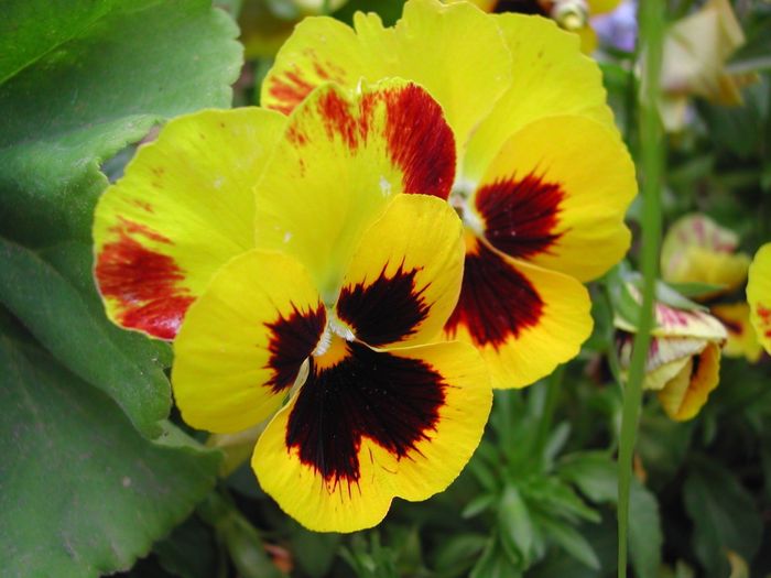 Filodendro, fiore di settembre