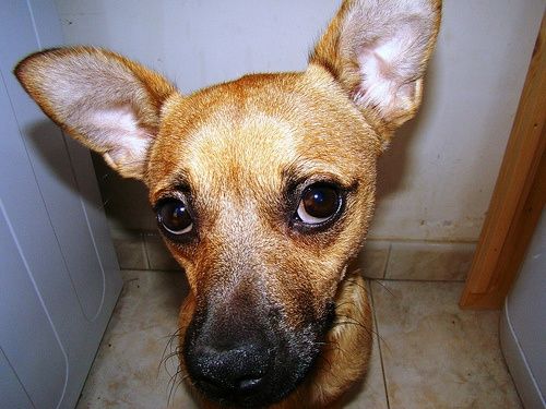 cane                            