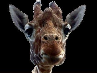 Giraffa