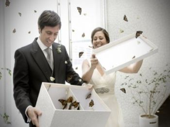 Butterfly Wedding