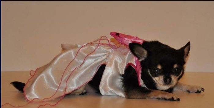 Moda nuziale cane