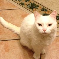 Too cute: i vostri amici animali - 0