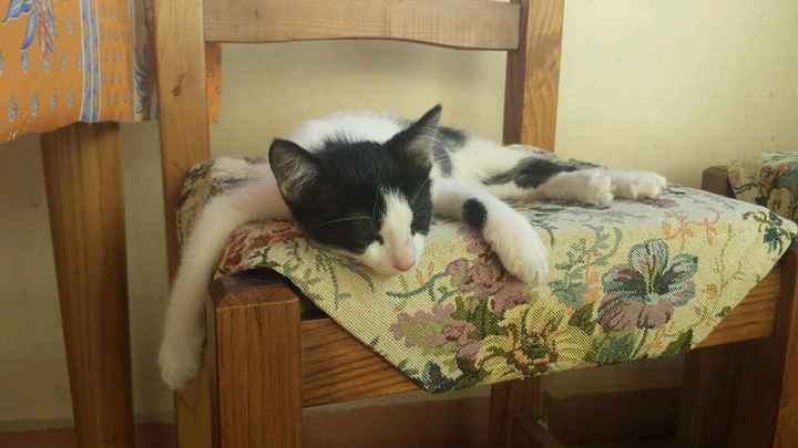 Le foto dei vostri animali - 1