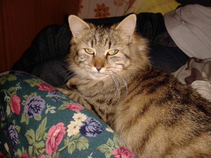 Ecco il nostro "bimbo" - 1