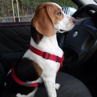 I nostri cuccioli - 1