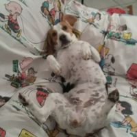 I nostri cuccioli - 2