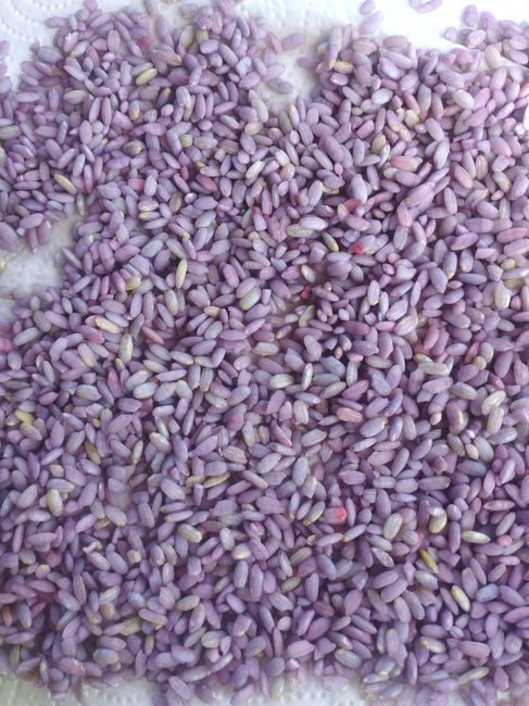 Messaggi in bottiglia 2