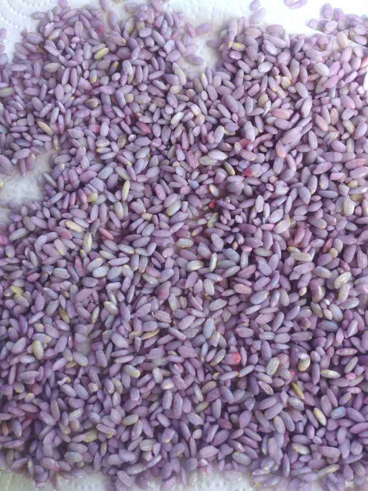 Riso per il lancio - 1