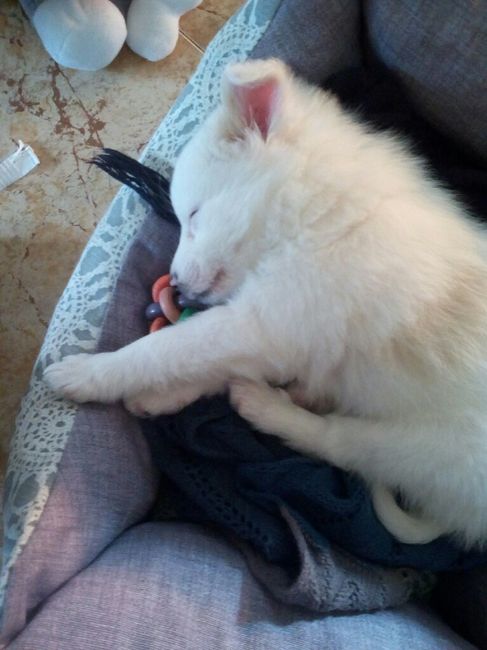 Oggi vi presento i nostri "mimmi" :) - 2