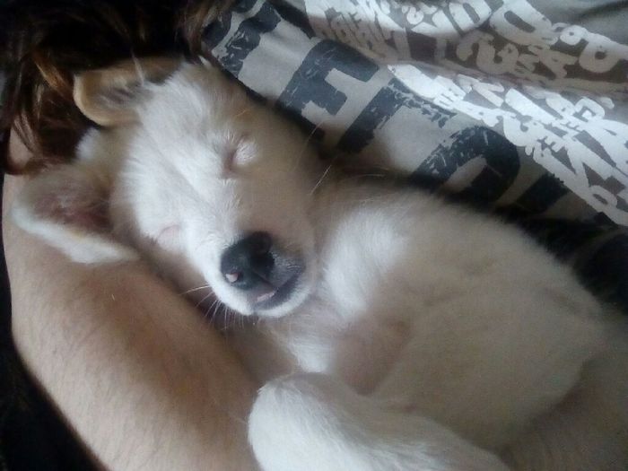 Oggi vi presento i nostri "mimmi" :) - 6