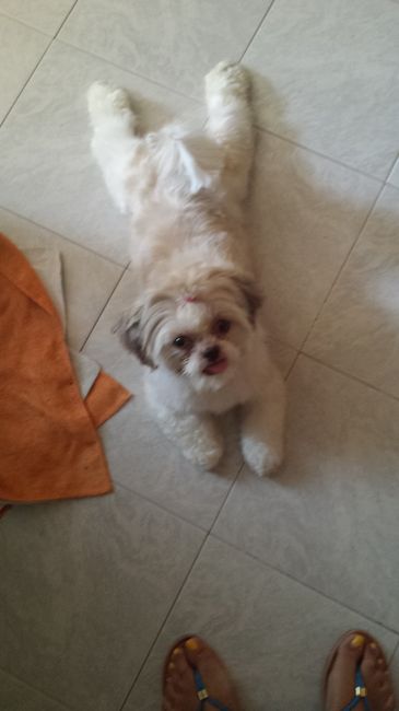 La mia cagnolina *_* - 4